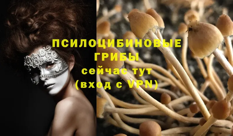 Галлюциногенные грибы Psilocybe Рыльск